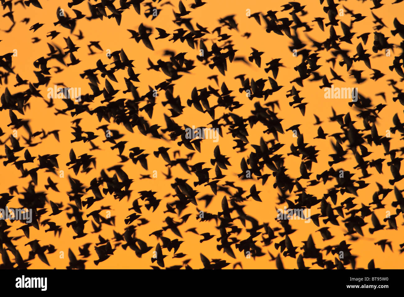 D'une volée d'Étourneaux sansonnets (Sturnus vulgaris) voler contre un ciel du soir avant d'aller se percher, Fen Drayton, España Banque D'Images