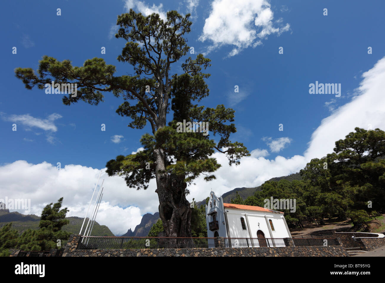 Ermita de la Virgen del Pino Chapelle, île des Canaries pin (Pinus canariensis), La Palma, Canary Islands, Spain, Europe Banque D'Images