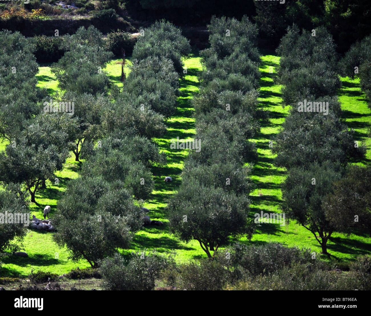 Plantation d'oliviers près de Porto Vromi Zante (Zakynthos,), îles Ioniennes, Grèce Banque D'Images