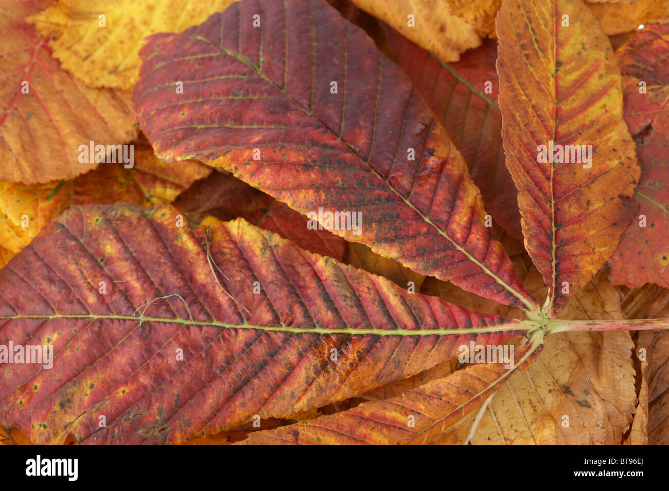 L'Aesculus hippocastanum châtaignes en automne les feuilles tombées des couleurs Banque D'Images