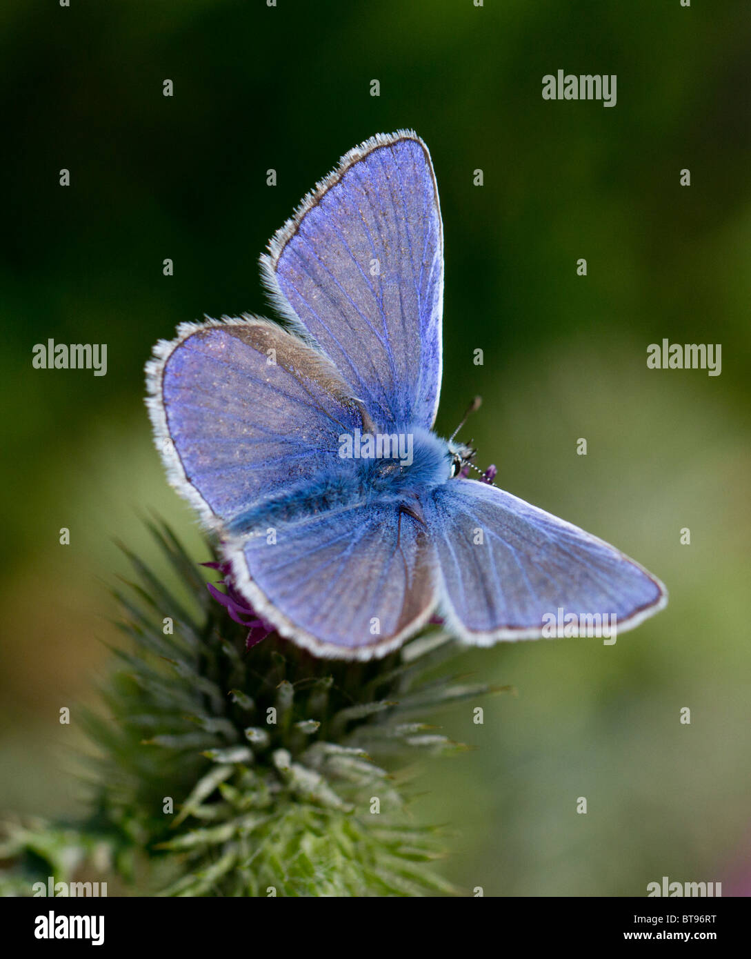 Homme papillon bleu commun reposant sur un chardon sur chalk downland Banque D'Images