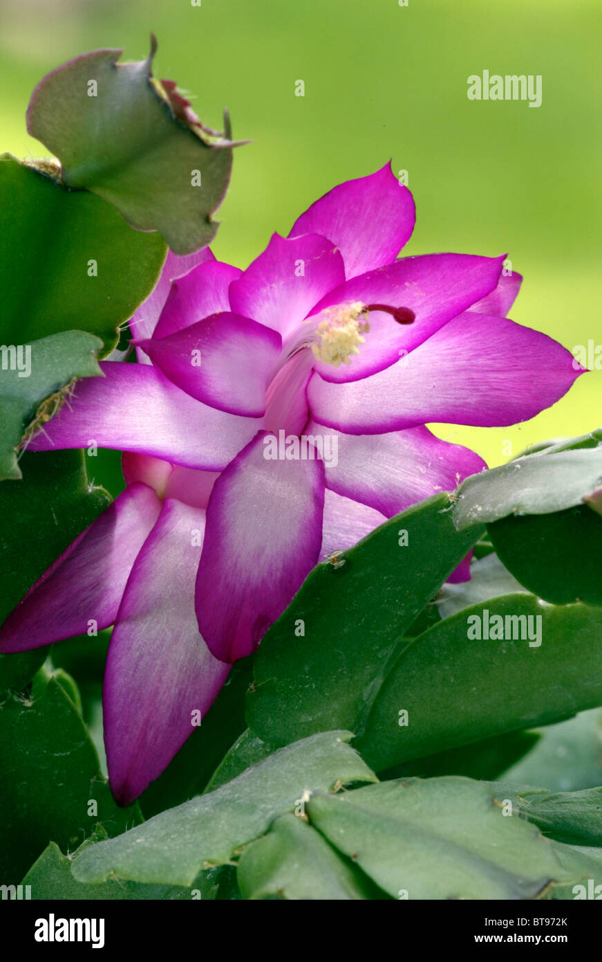 Maison de cactus (Zygocactus truncatus), la floraison Banque D'Images