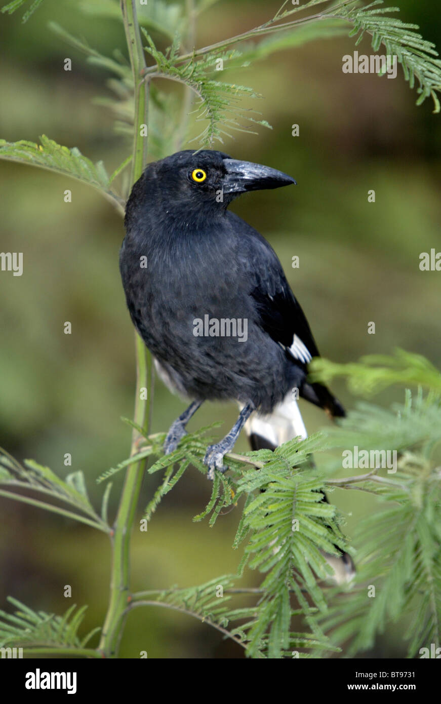 (Strepera graculina currawong pie), des profils, de l'Australie Banque D'Images