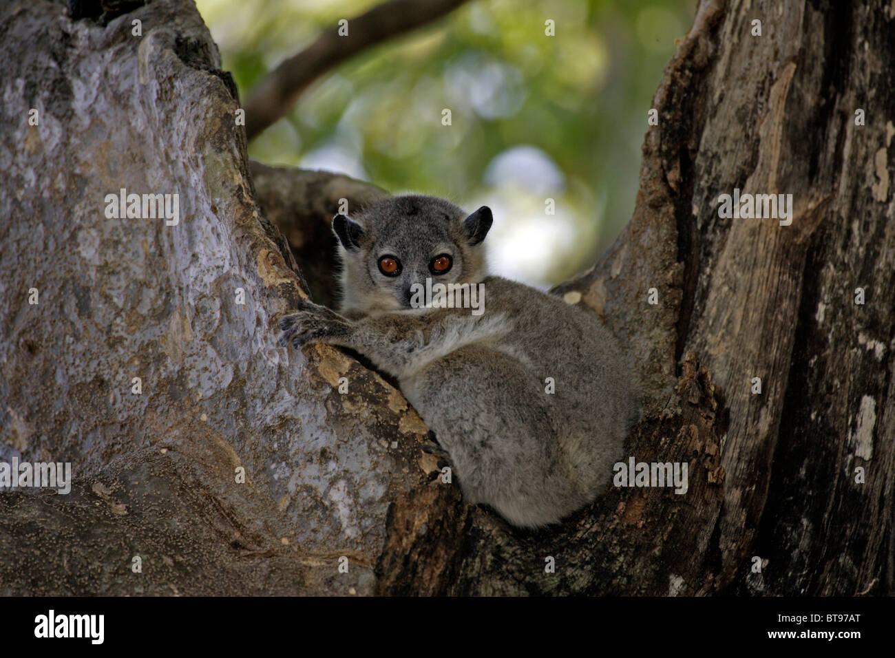White-footed (Lepilemur leucopus), adulte, sur l'arbre, le repos, l'Game Reserve Bérenty, Madagascar, Afrique Banque D'Images