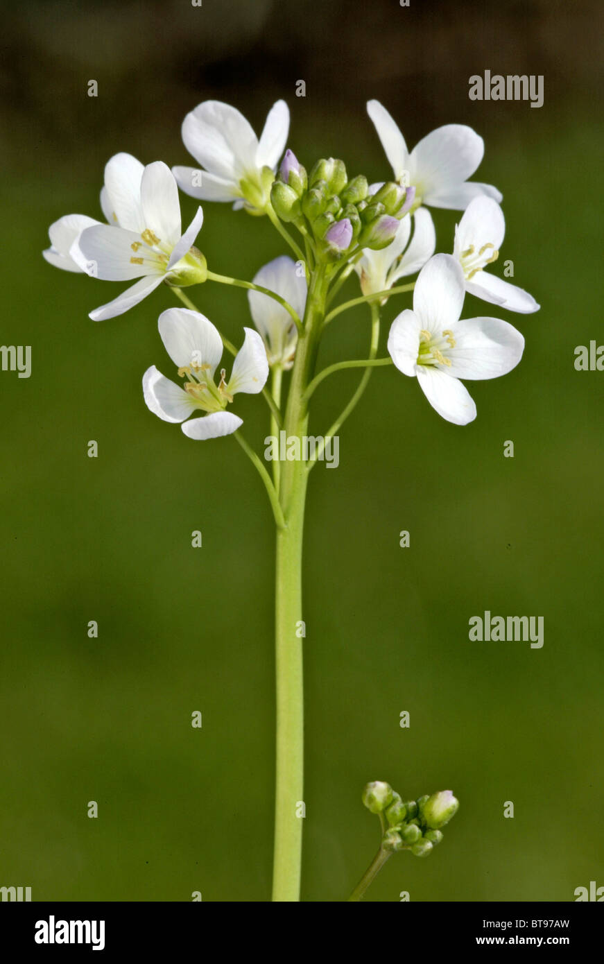 Fleur de coucou ou Lady's Smock (Cardamine pratensis), fleur Banque D'Images