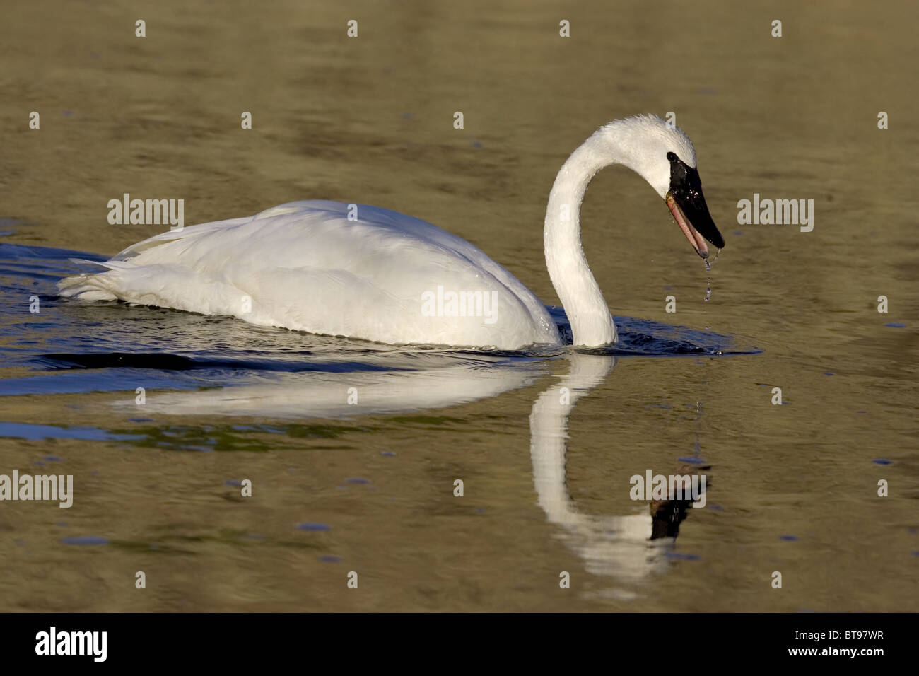 Le cygne d'une réflexion dans l'eau Banque D'Images