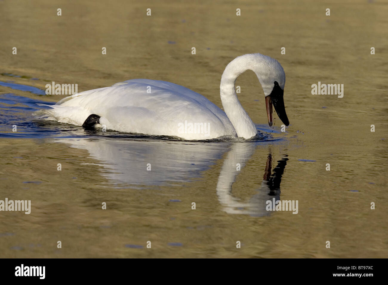 Le cygne d'une réflexion dans l'eau Banque D'Images