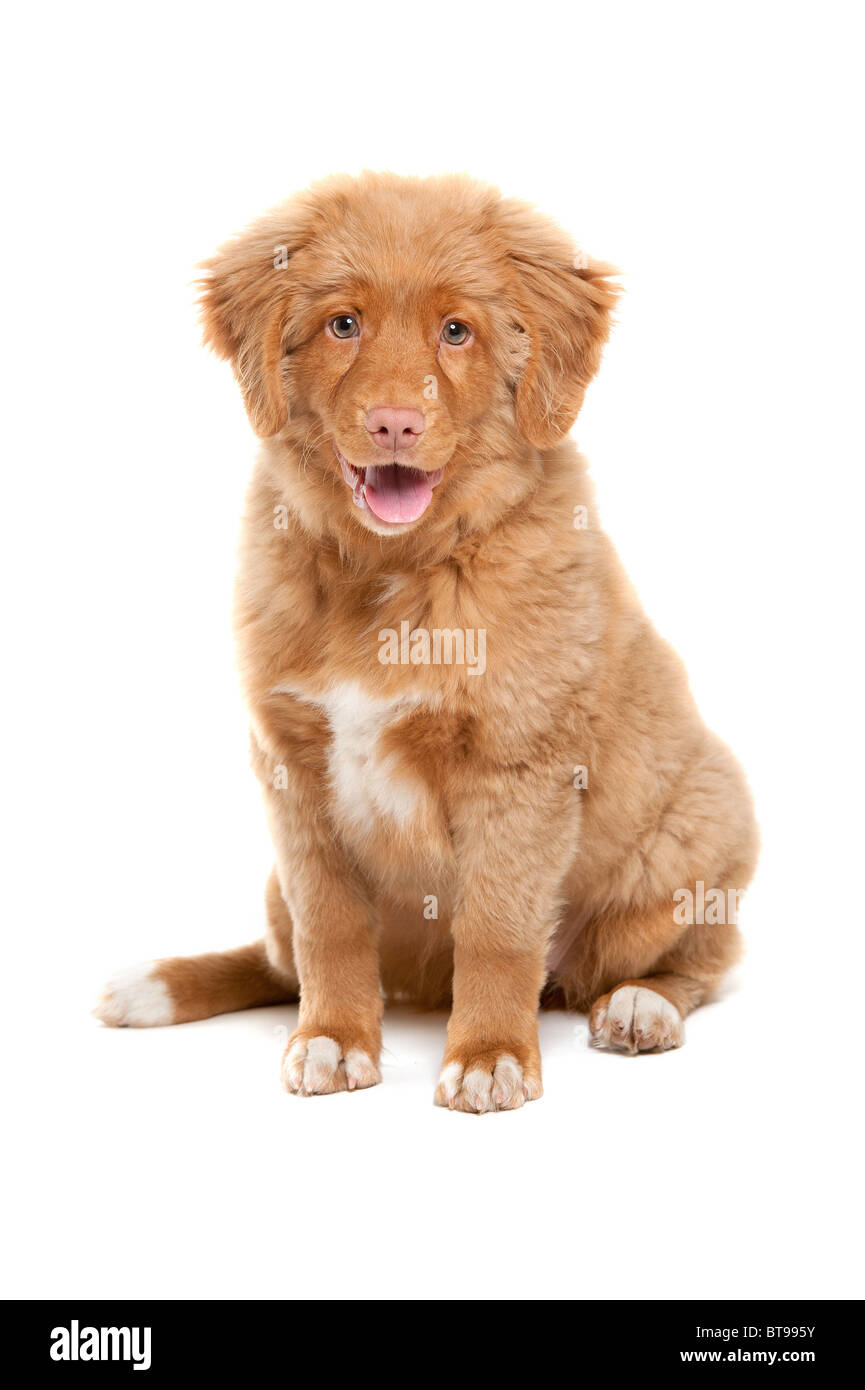 Un jeune chiot de la Nova Scotia Duck Tolling Retriever breed Banque D'Images