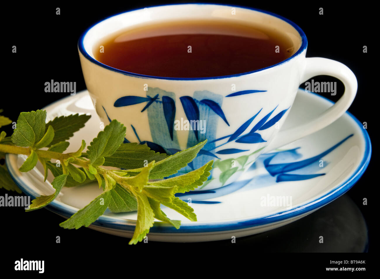 Le Stevia rebaudiana le soutien de fines herbes pour le sucre Banque D'Images