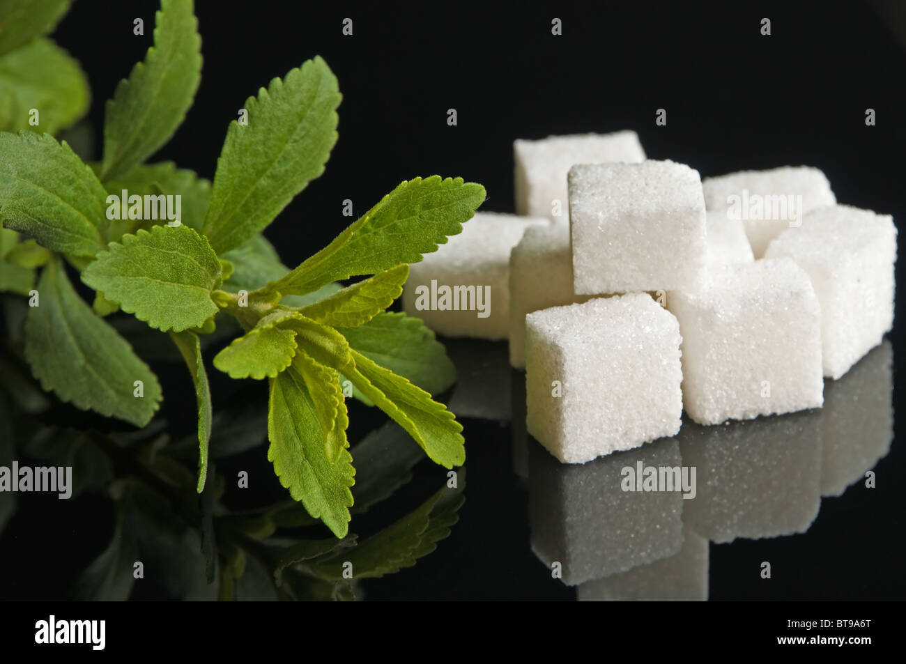 Le Stevia rebaudiana le soutien de fines herbes pour le sucre Banque D'Images