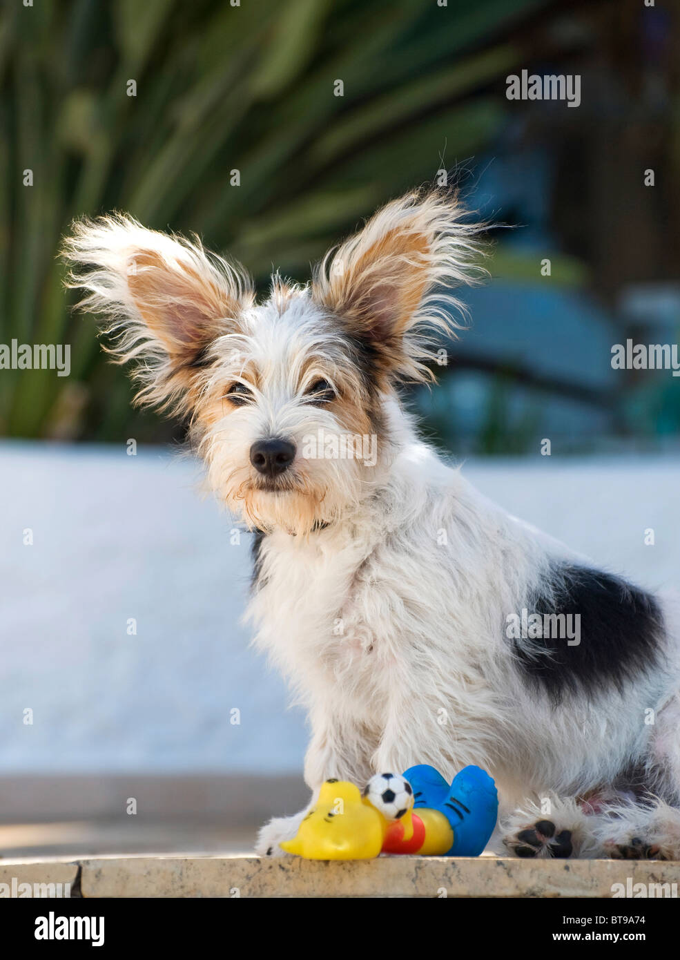 14 semaines chiot Jack Russell croix avec son jouet préféré Banque D'Images