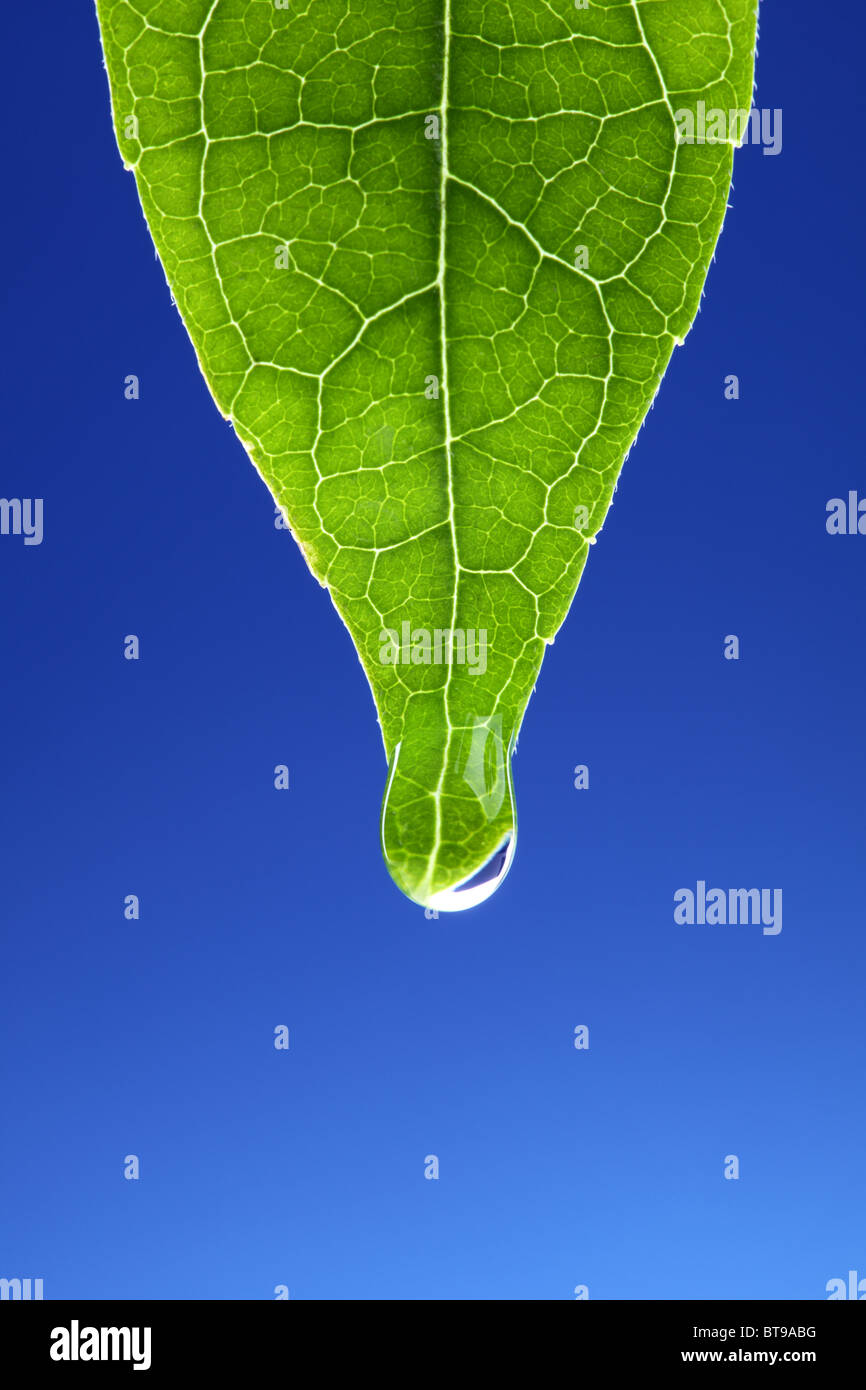 Sur les nouveaux motifs en feuille verte Banque D'Images