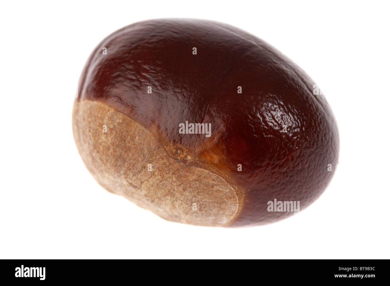 Le Marronnier Aesculus hippocastanum seed sur fond blanc Banque D'Images