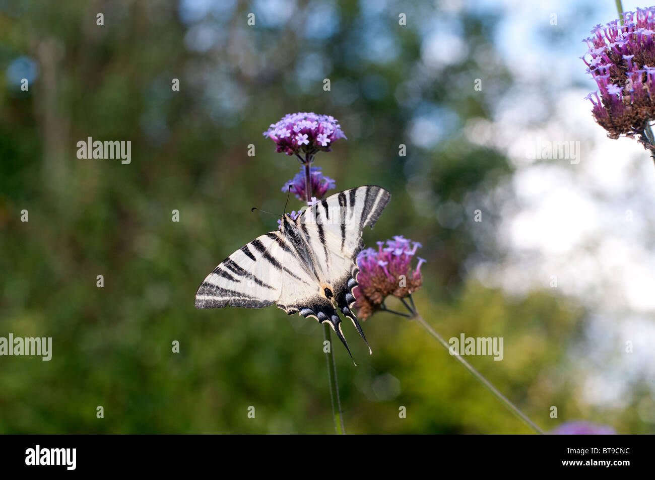 Un swallowtail butterfly sur une fleur pourpre Banque D'Images