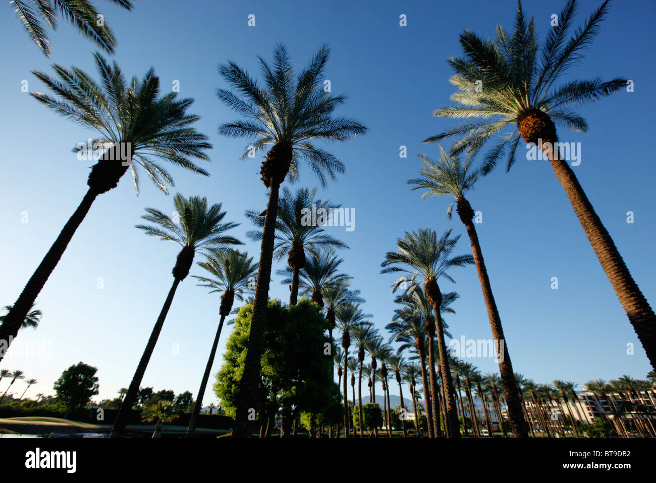 Palmiers le long de l'allée de l'hôtel JW Marriott à Palm Desert, Californie, USA. Banque D'Images