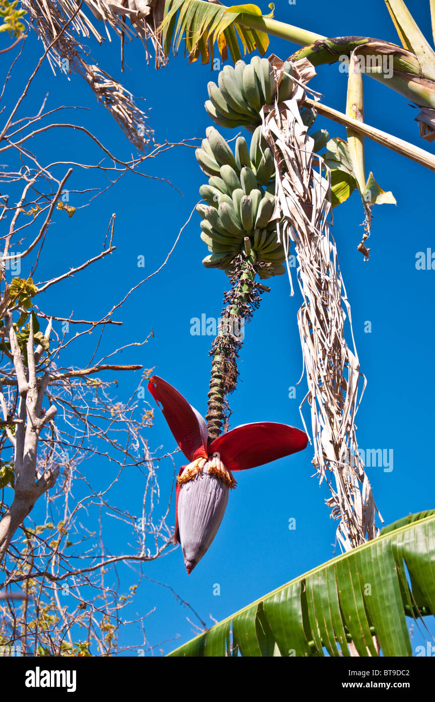 Bananier avec des grappes de bananes et blossom contre sombre ciel bleu Banque D'Images