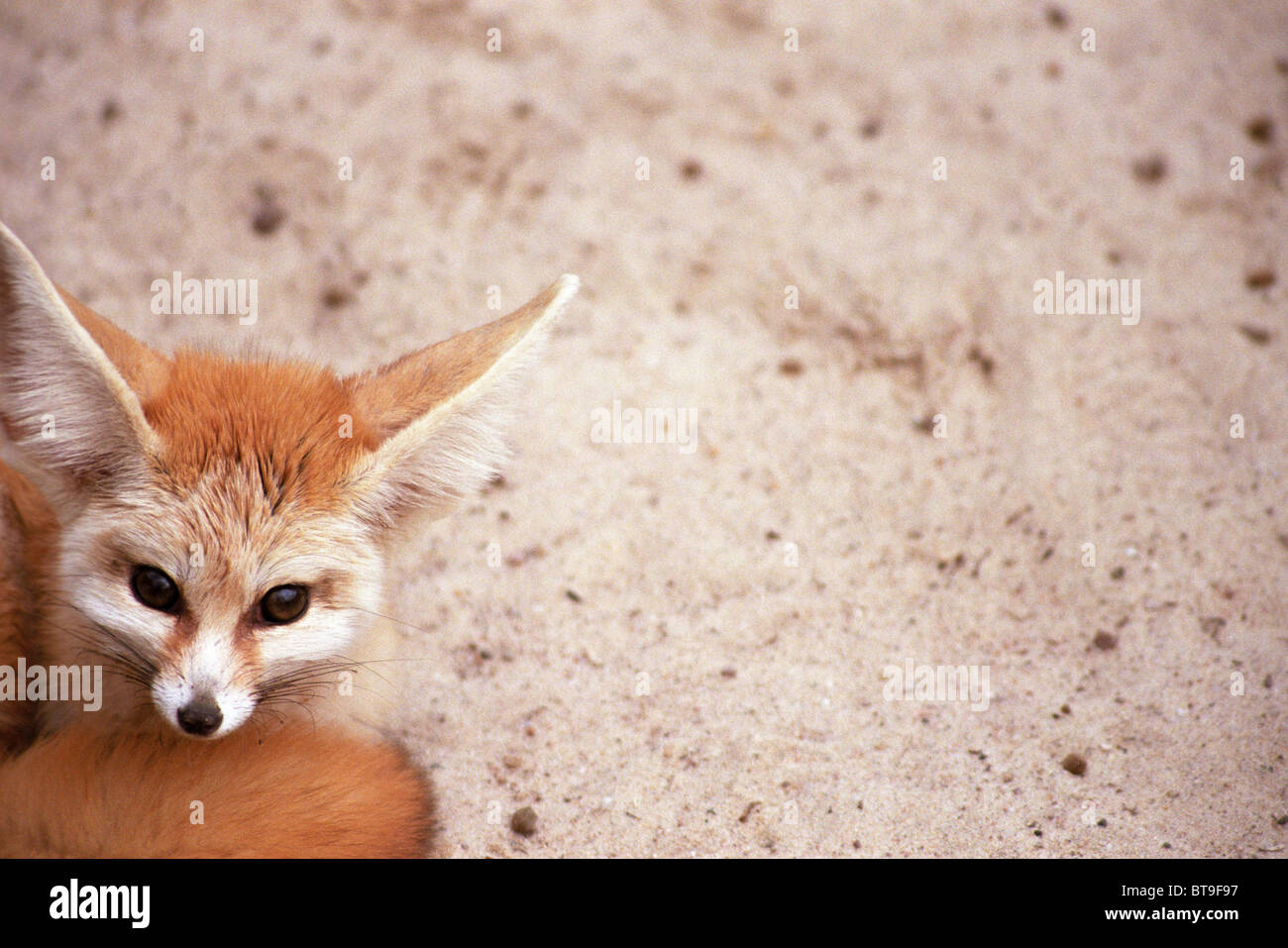Fennec, desert fox (Vulpes zerda) Banque D'Images