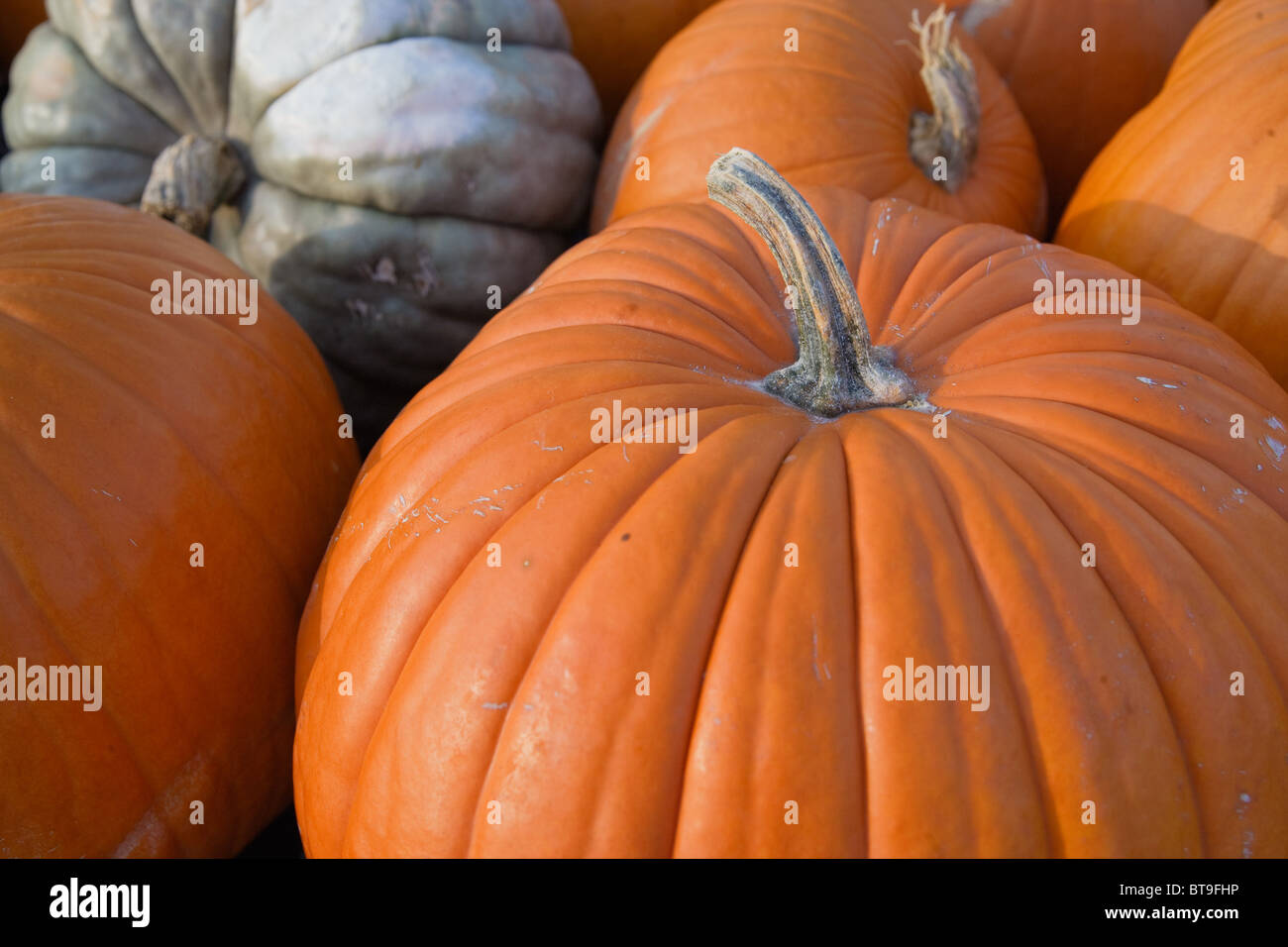 Citrouilles Banque D'Images