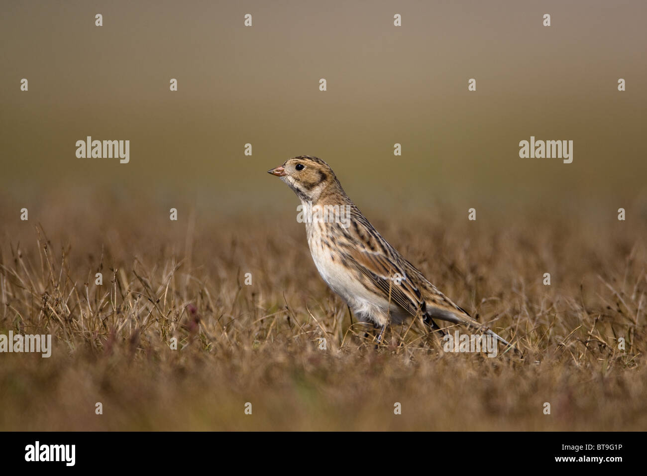 Le Bruant lapon Lapland Bunting, ou Calcarius lapponicus, est une espèce de passereau de la famille bunting Emberizidae. Banque D'Images