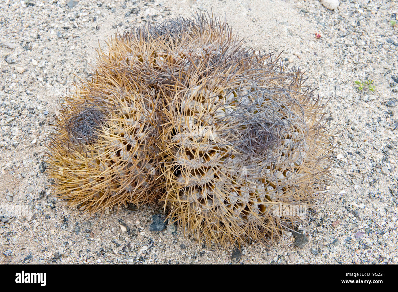Eriosyce rodenthiophilia est l'un des plus de 20 cactus poussant dans le Parc National Pan de Azucar (III) d'Atacama Chili Amérique du Sud Banque D'Images