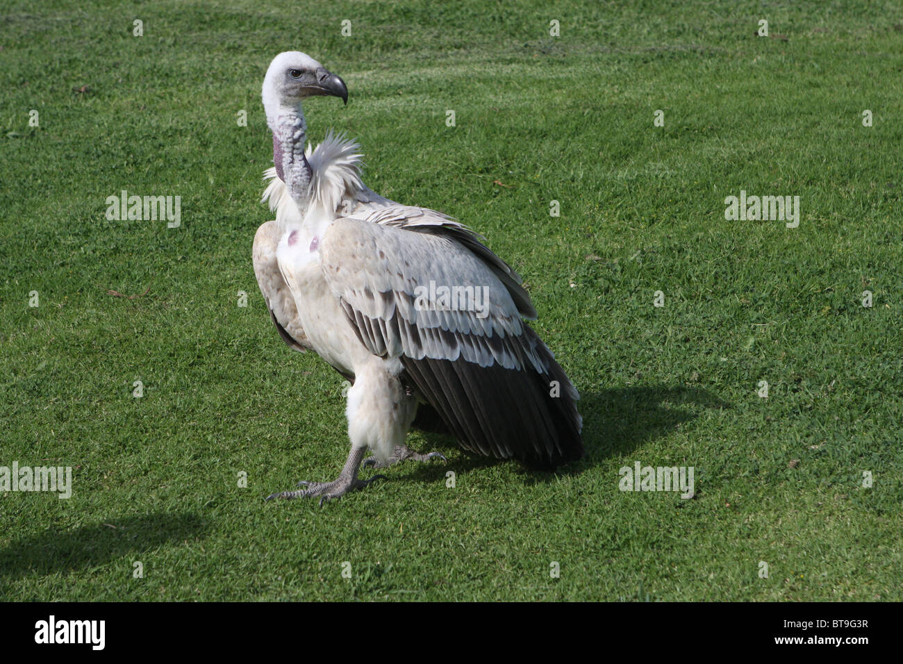 Vulture, Afrique du Sud, les jeunes oiseaux, Banque D'Images