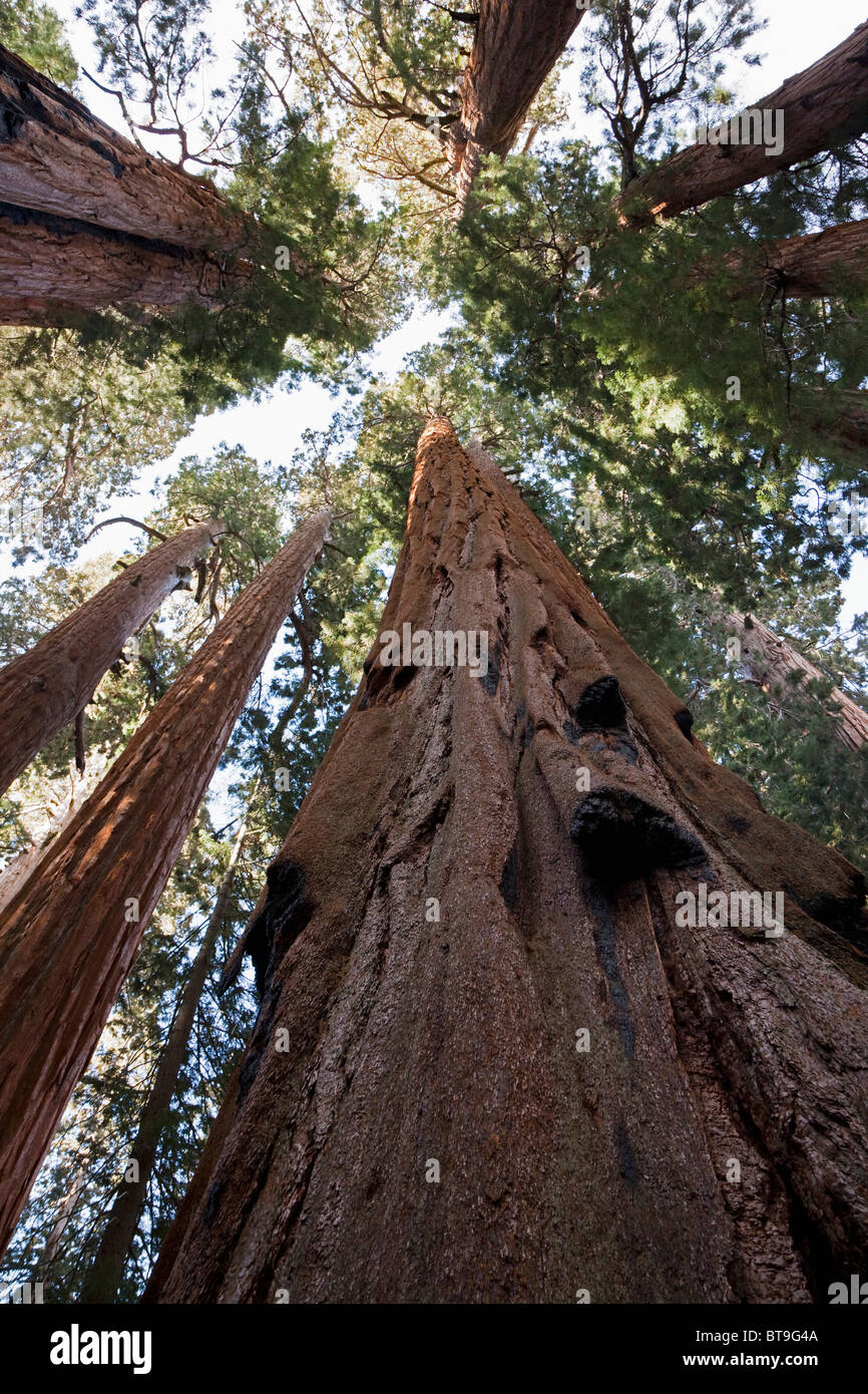 Le Séquoia géant, Sierra Redwood ou Wellingtonia (Sequoiadendron giganteum), Sequoia National Park, California, USA Banque D'Images