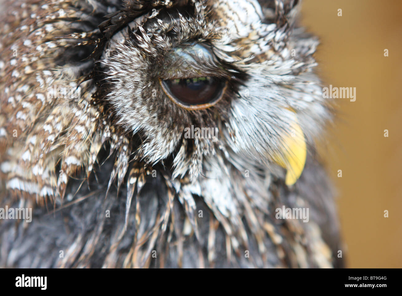 Alène, Afrique du Sud, les jeunes oiseaux, Banque D'Images