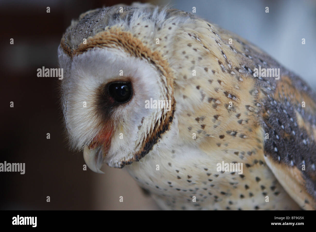 Alène, Afrique du Sud, les jeunes oiseaux, Banque D'Images