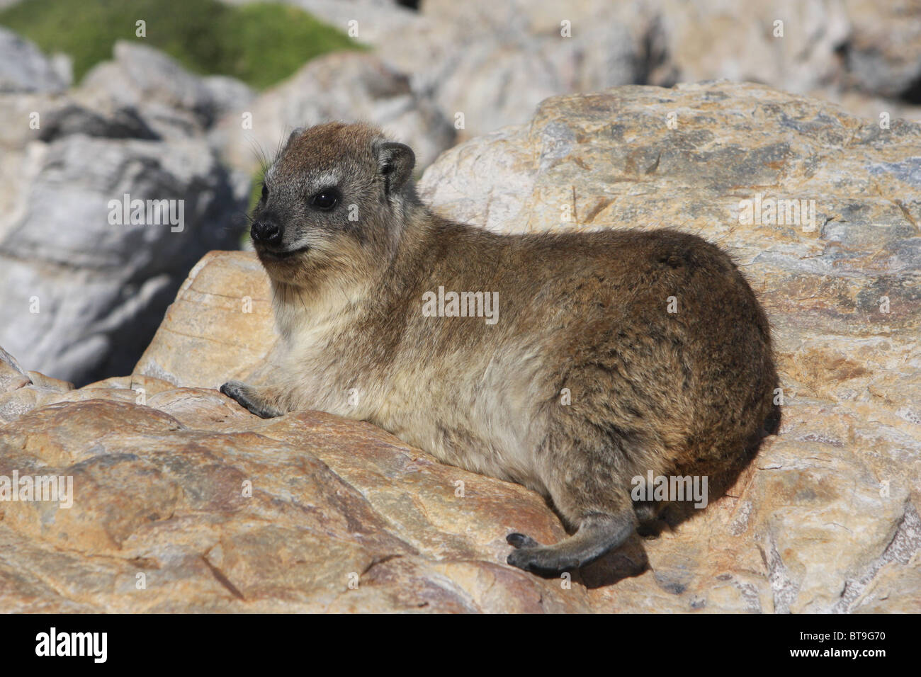 L'Afrique du Sud, océan Indien, côte est de l'origine, le cap, Hermanus, vagues, animal, dassie Banque D'Images