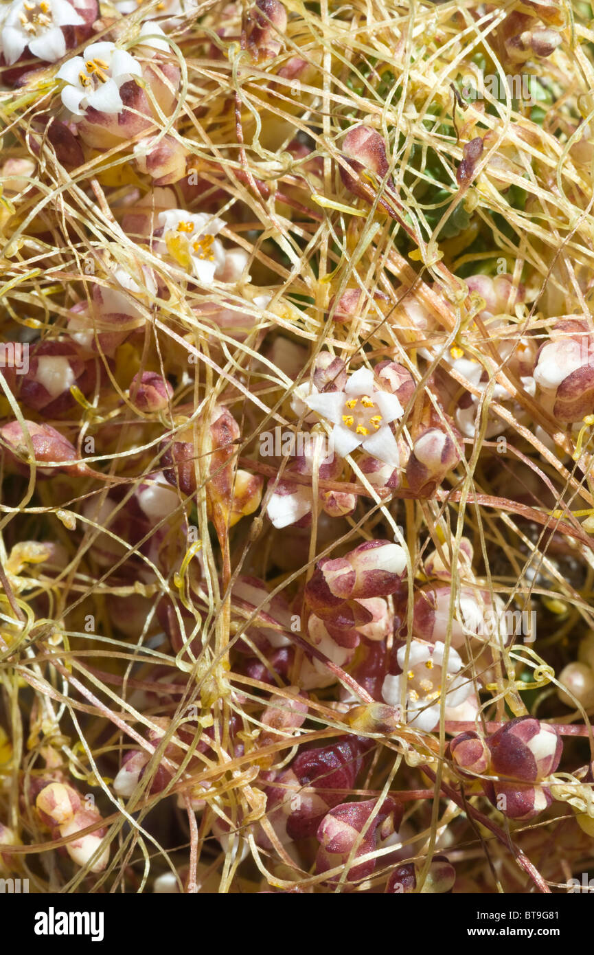 Dans les plantes fleurissent après les pluies d'El Niño de Los Lomitas Route Nationale Parque Pan de Azucar Atacama (III) Chili Amérique du Sud Banque D'Images