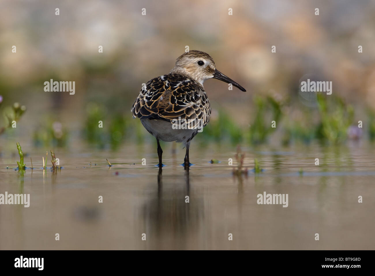 Bécasseau variable, Calidris alpina, Norfolk, Royaume-Uni. Banque D'Images