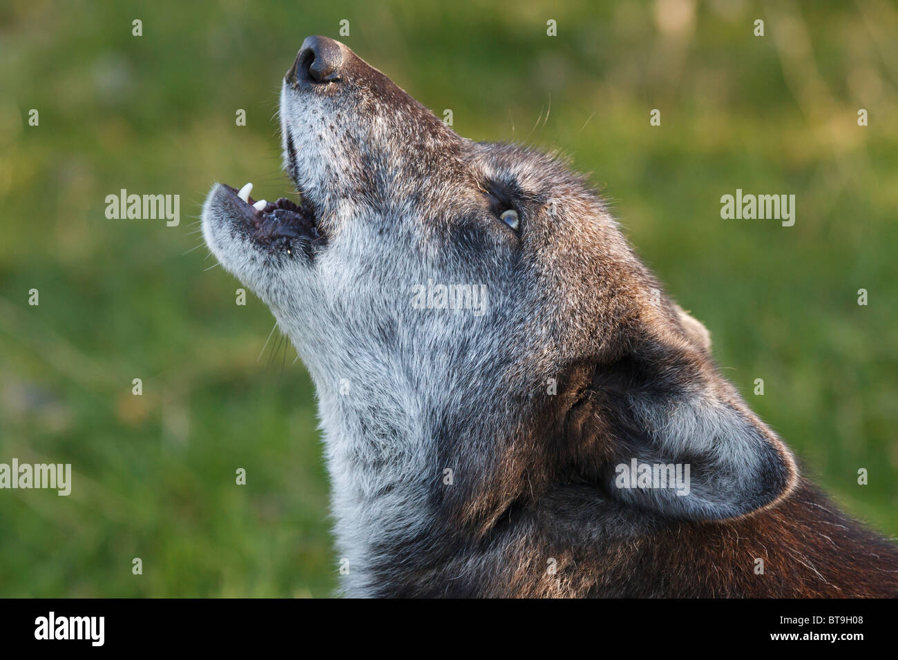Un hurlement de loup gris canadien féminin Banque D'Images
