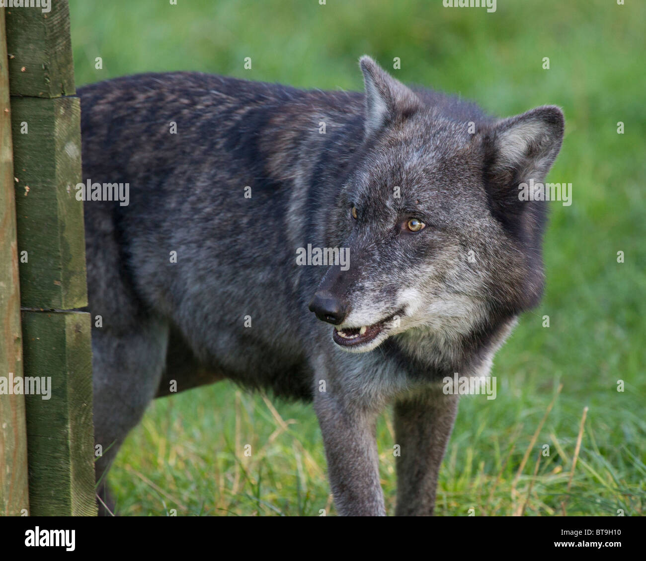 Une femme Loup gris du Canada Banque D'Images