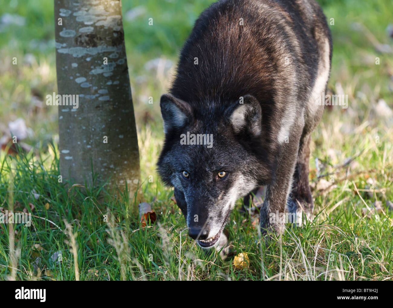 Un Loup gris Banque D'Images