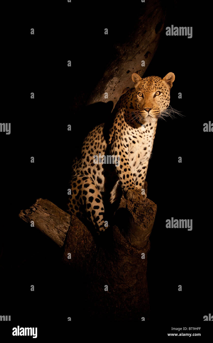 Leopard dans arbre de nuit, Kruger National Park, Afrique du Sud. Banque D'Images