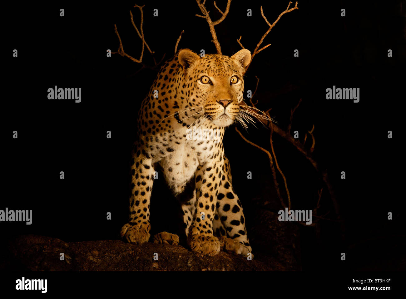 Haut léopard dans un arbre de nuit, Kruger National Park, Afrique du Sud. Banque D'Images