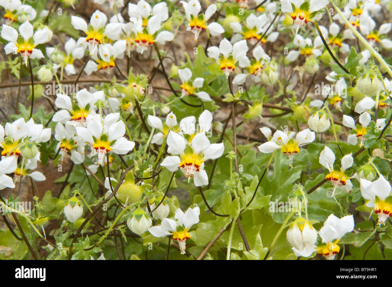 Ortiga (Loasa elongata) fleurs 'desierto florido' National Parque Pan de Azucar (III) d'Atacama Chili Amérique du Sud Banque D'Images