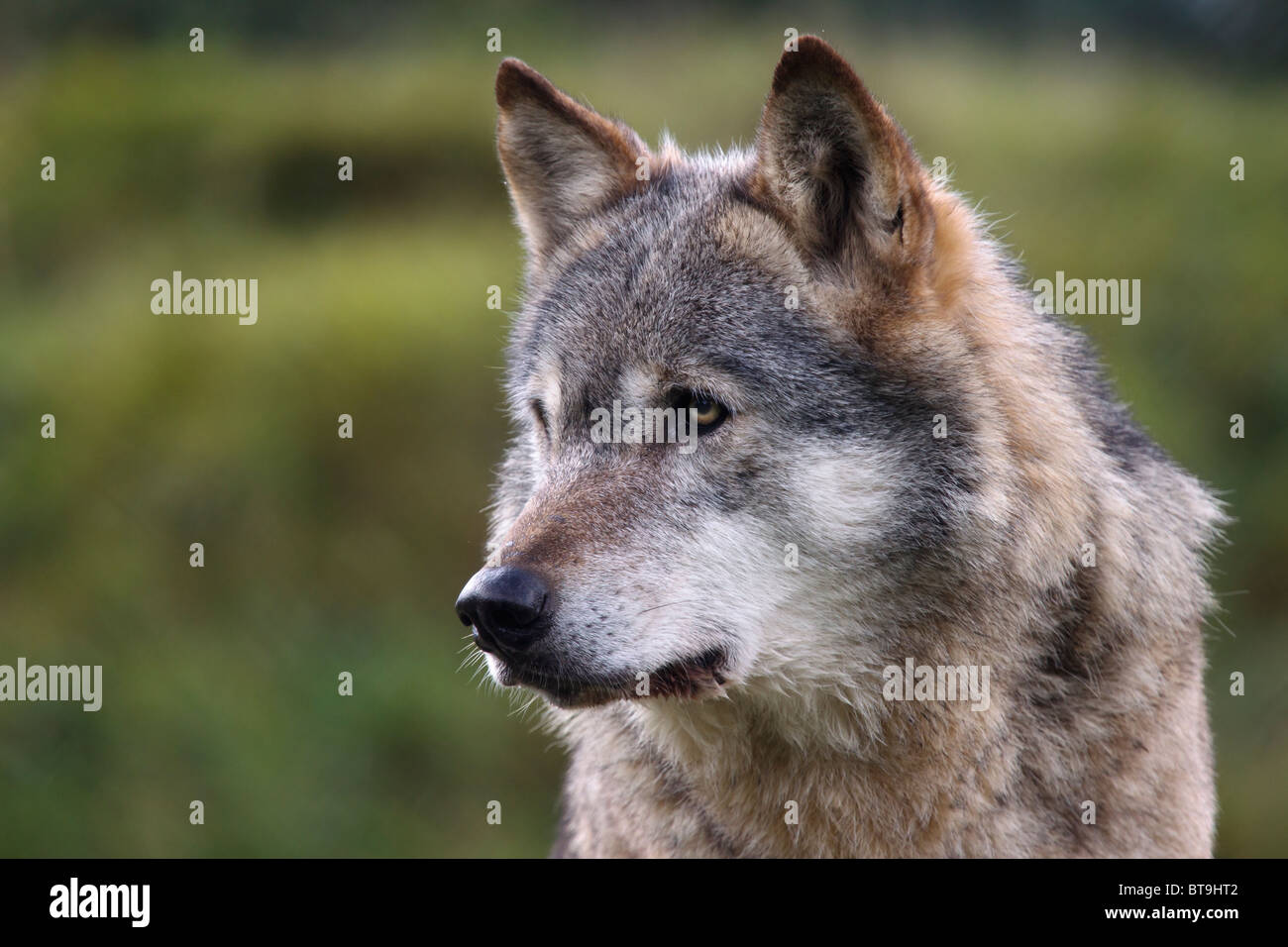 Tete De Loup Banque De Photographies Et D images Haute R solution Alamy Tete De Loup Banque De Photographies Et D images Haute R solution Alamy