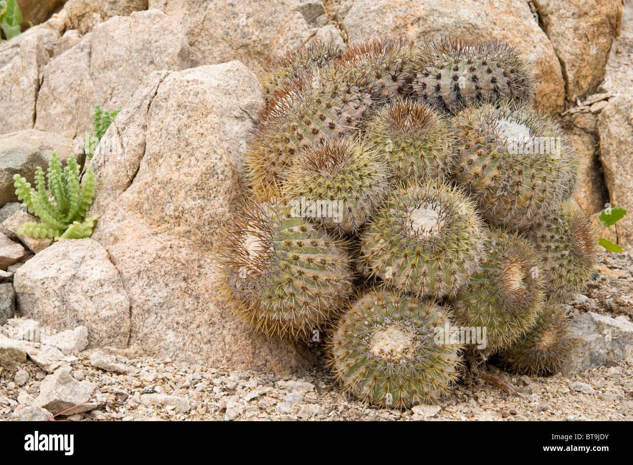 Plus de 20 variété de cactus poussent dans des conditions inhospitalières dans Parque Pan de Azucar National (III) d'Atacama Chili Amérique du Sud Banque D'Images