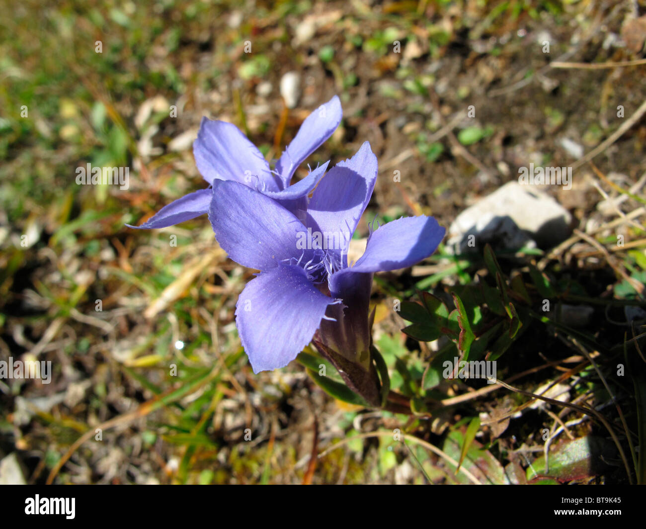 Gentiane frangée, Gentiana ciliata (Gentianella commun), Carinthie, Autriche, Europe Banque D'Images