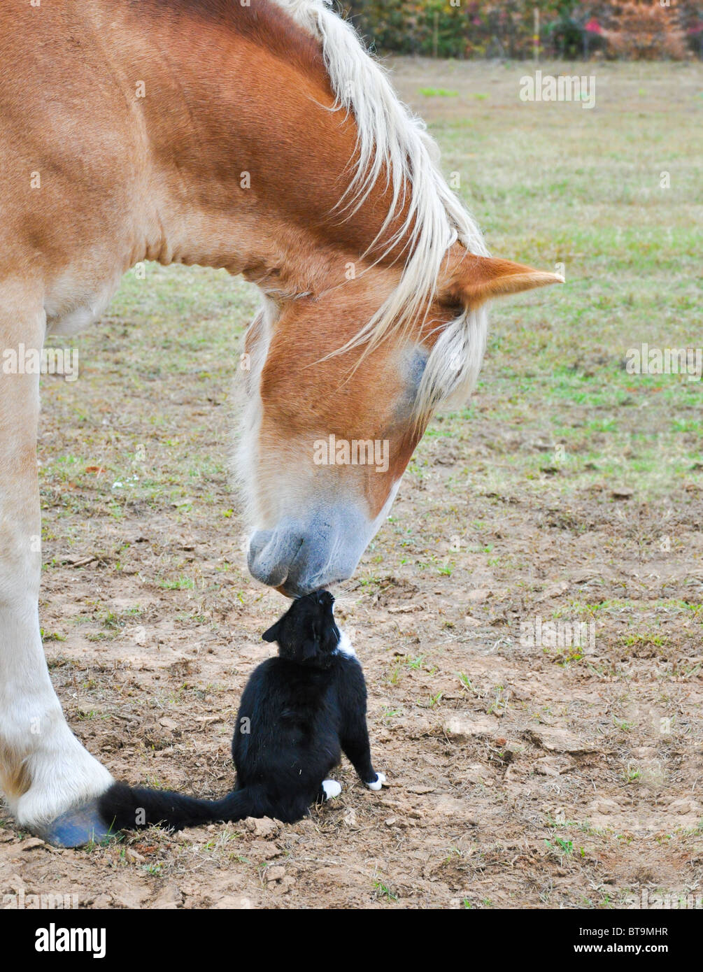 Les amis nez à nez - grand cheval de trait belge et une petite kitty cat Banque D'Images