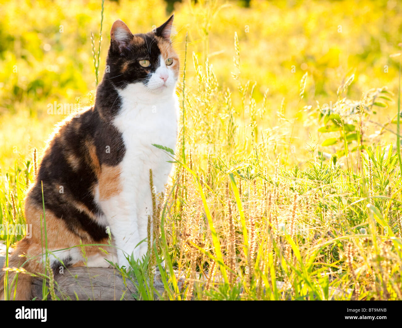 Beau chat calico dans l'herbe haute avec un soleil brillant Banque D'Images