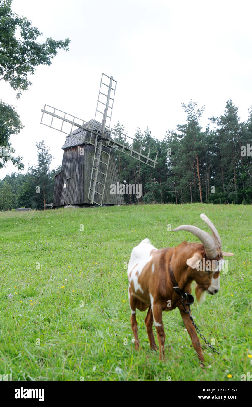 Avec chèvre fédération paltrok moulin sur arrière-plan, le Musée de l'architecture folklorique et ethnographique en Pologne Olsztynek, Parc Banque D'Images Avec chèvre fédération paltrok moulin sur arrière-plan, le Musée de l'architecture folklorique et ethnographique en Pologne Olsztynek, Parc Banque D'Images