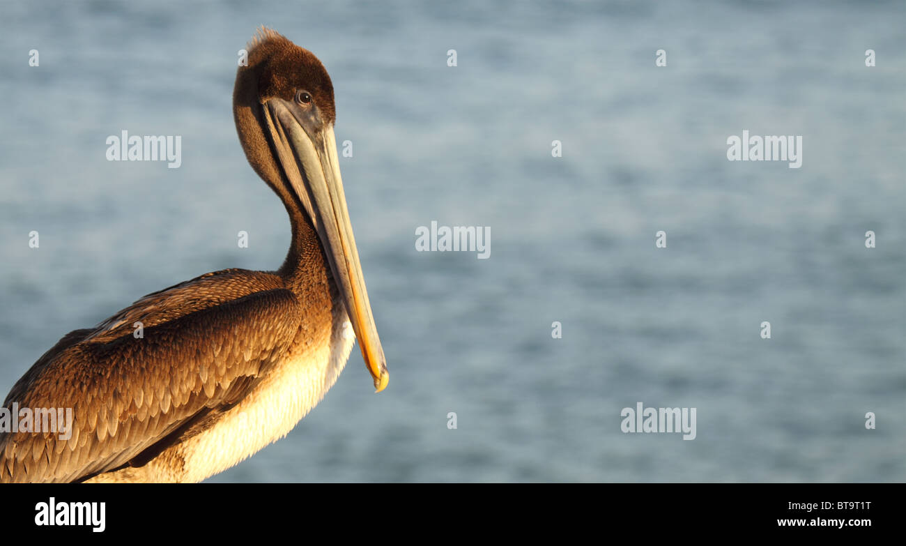 Un pélican brun en plumage juvénile sur une perche d'Oceanside. Banque D'Images