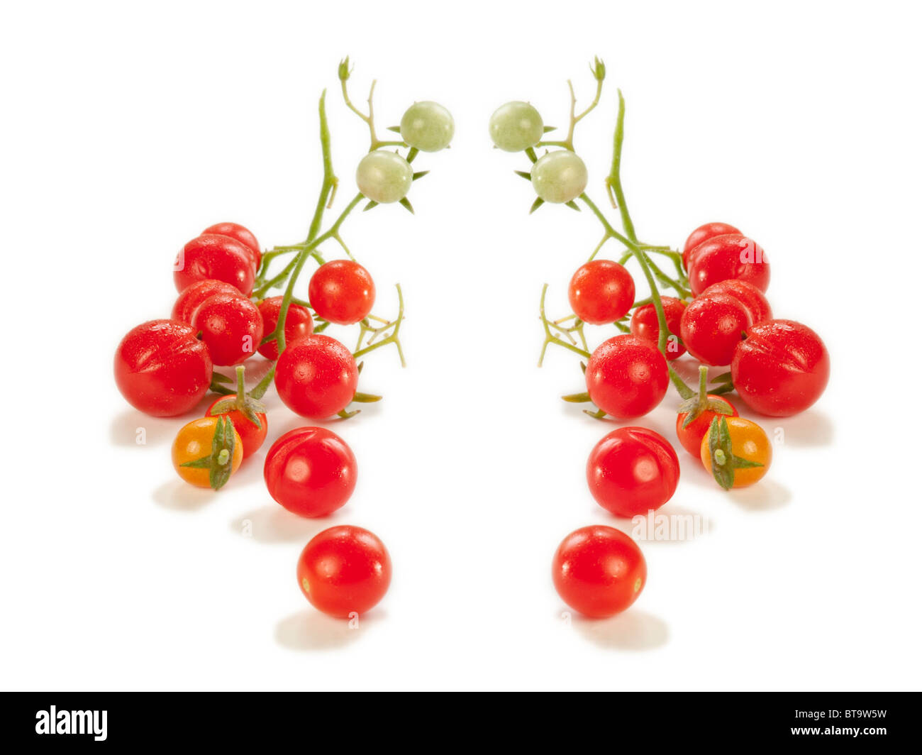 Un tas de tomates cerise sur la vigne à partir d'un jardin à l'arrière mis en miroir pour effet spectaculaire. Banque D'Images