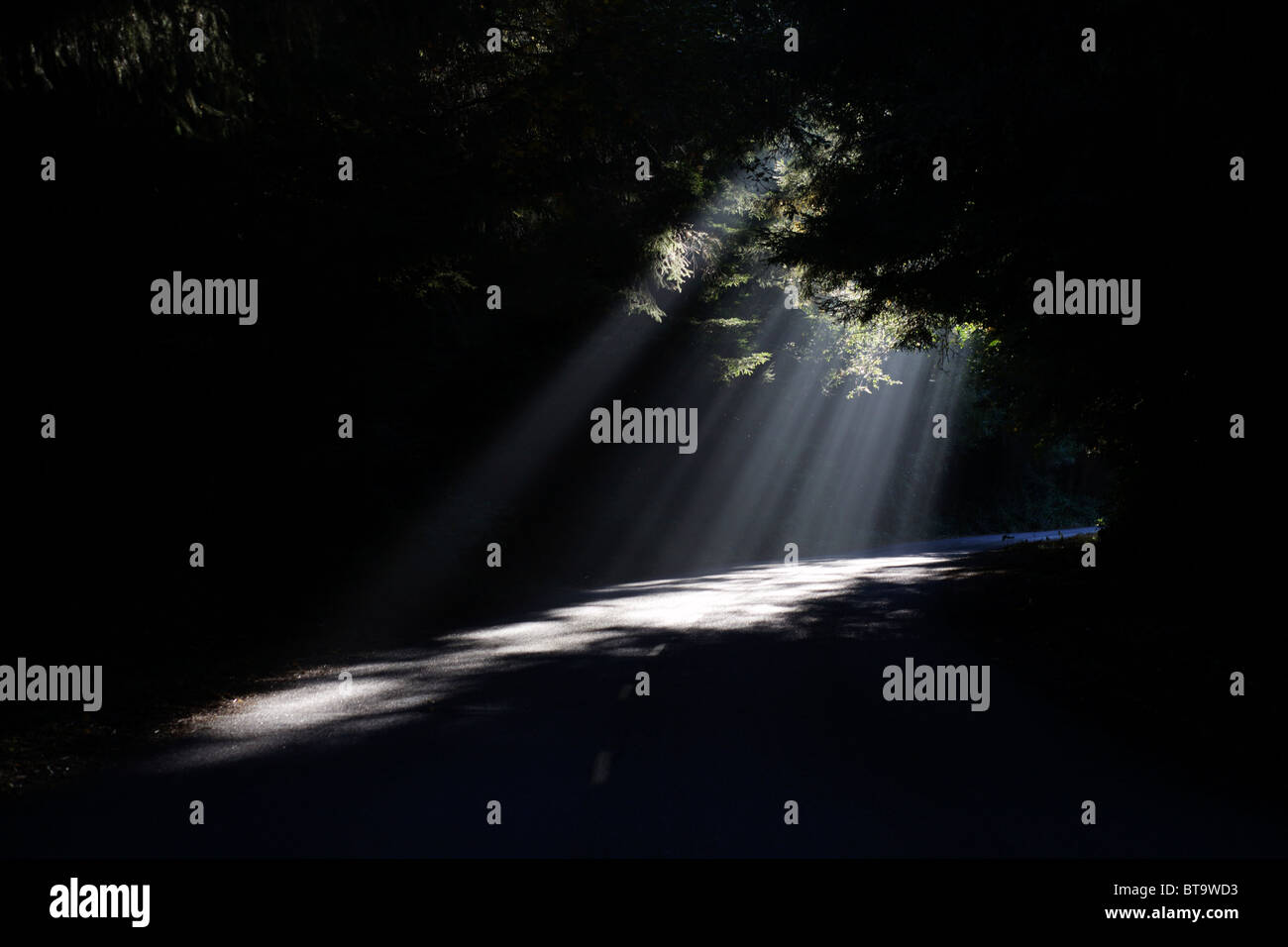 Arbres de la lumière du soleil à travers les arbres dans le parc national de Redwood en Californie, Etats-Unis Banque D'Images