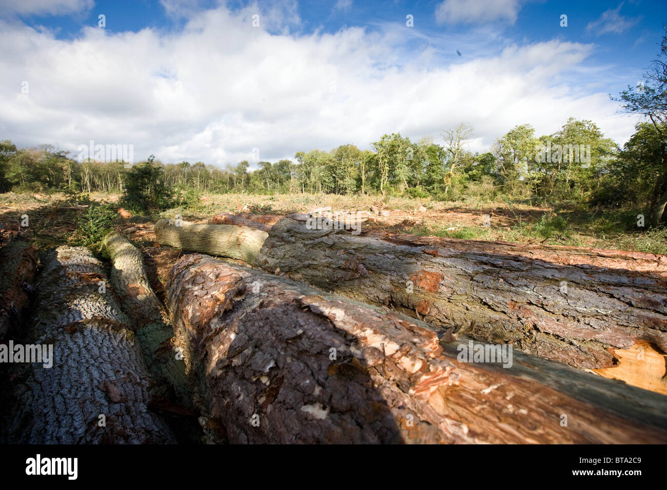 La zone nouvellement abattus dans une forêt Banque D'Images