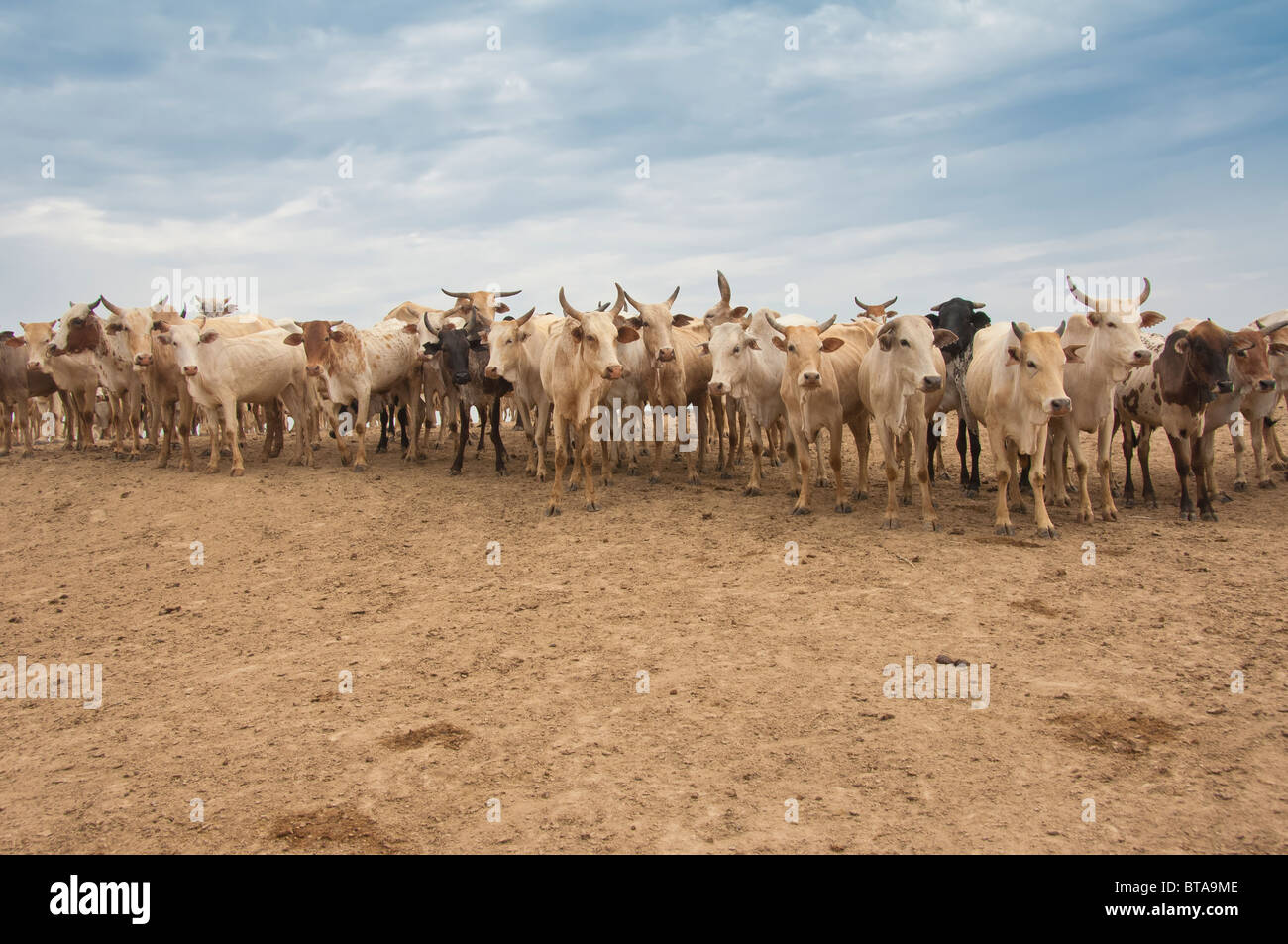 Troupeau de vaches, les Nyangatom (Bumi), tribu de la vallée de la rivière Omo, en Ethiopie Banque D'Images