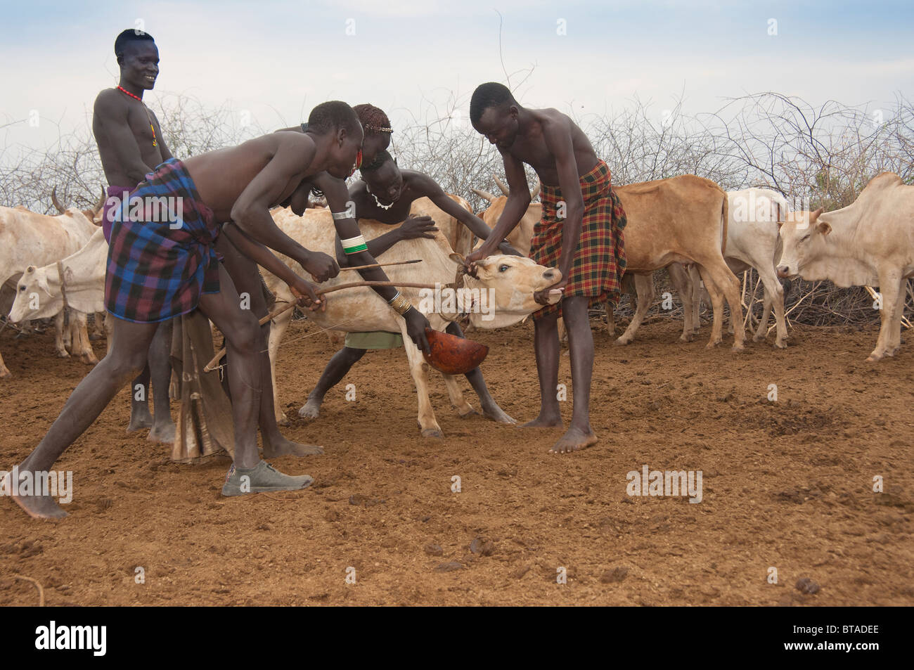 Prise de sang les éleveurs d'une vache, les Nyangatom (Bumi) de la vallée de la rivière Omo, tribu éthiopienne, Banque D'Images