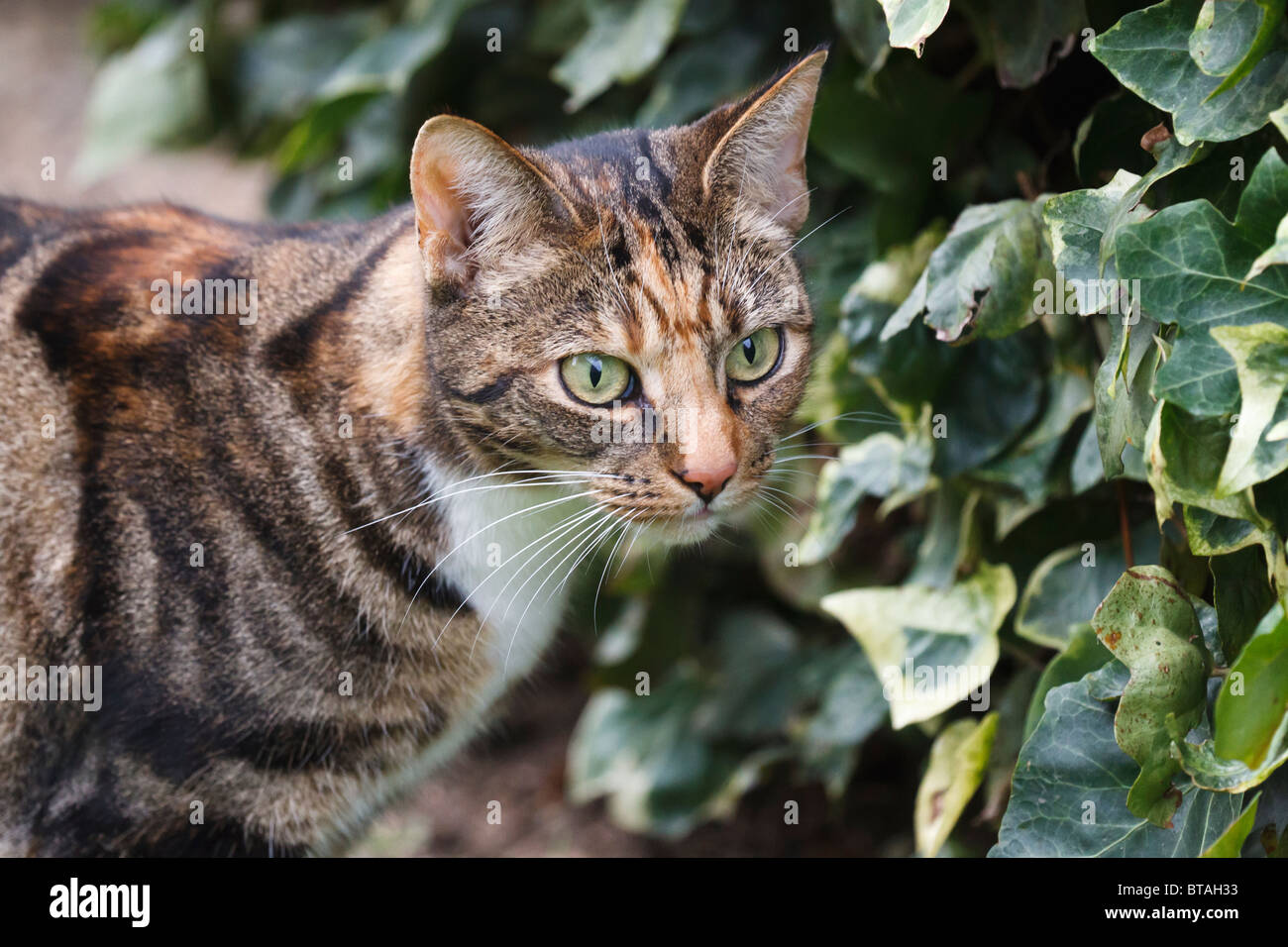 Une alerte femme chat tigré brun et noir Banque D'Images